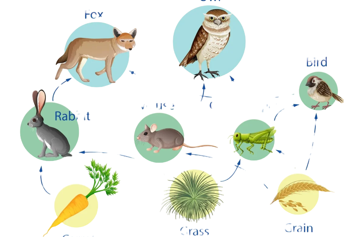 Animal Life Cycle Model Four-Sided Box: A Comprehensive Guide